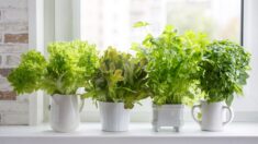 fresh aromatic culinary herbs in white pots on royalty free image 1064116816 1563919407