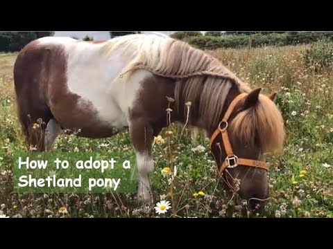 How To Adopt A Shetland Pony?